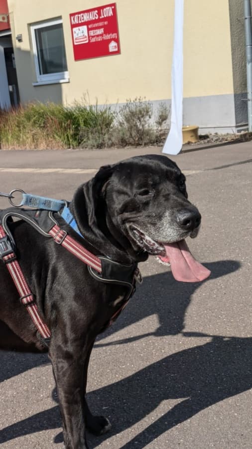 Jackson - Deutsche Dogge - Bild 4