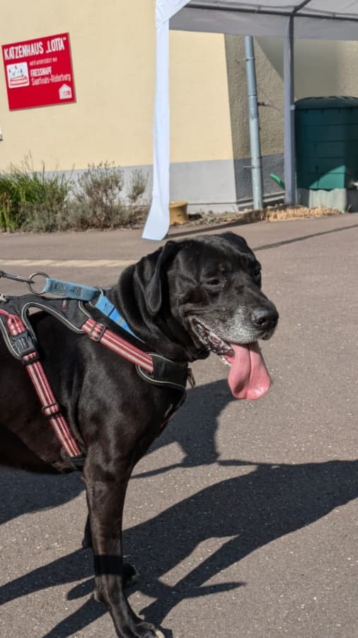 Jackson - Deutsche Dogge - Bild 5