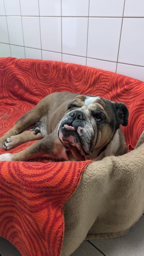 Englische Bulldogge-Mix Old englisch bulldog