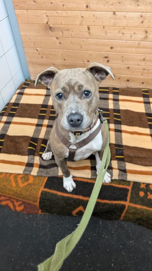 Nora - American Staffordshire Terrier - Bild 2