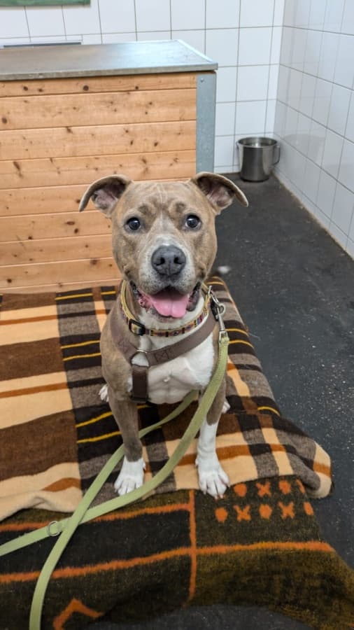 Nora - American Staffordshire Terrier - Bild 4