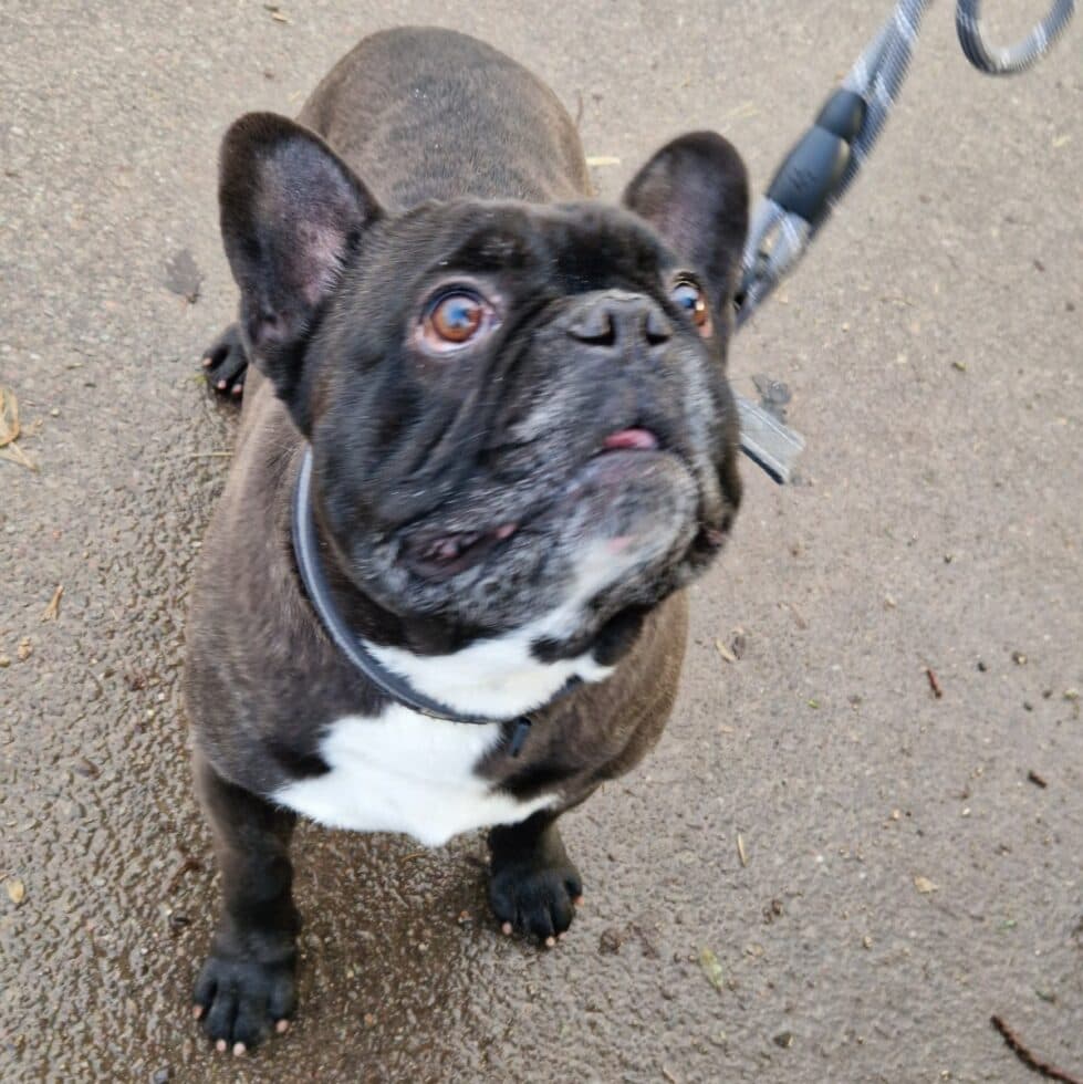 Kuma und Thor - Französische Bulldogge - Bild 7