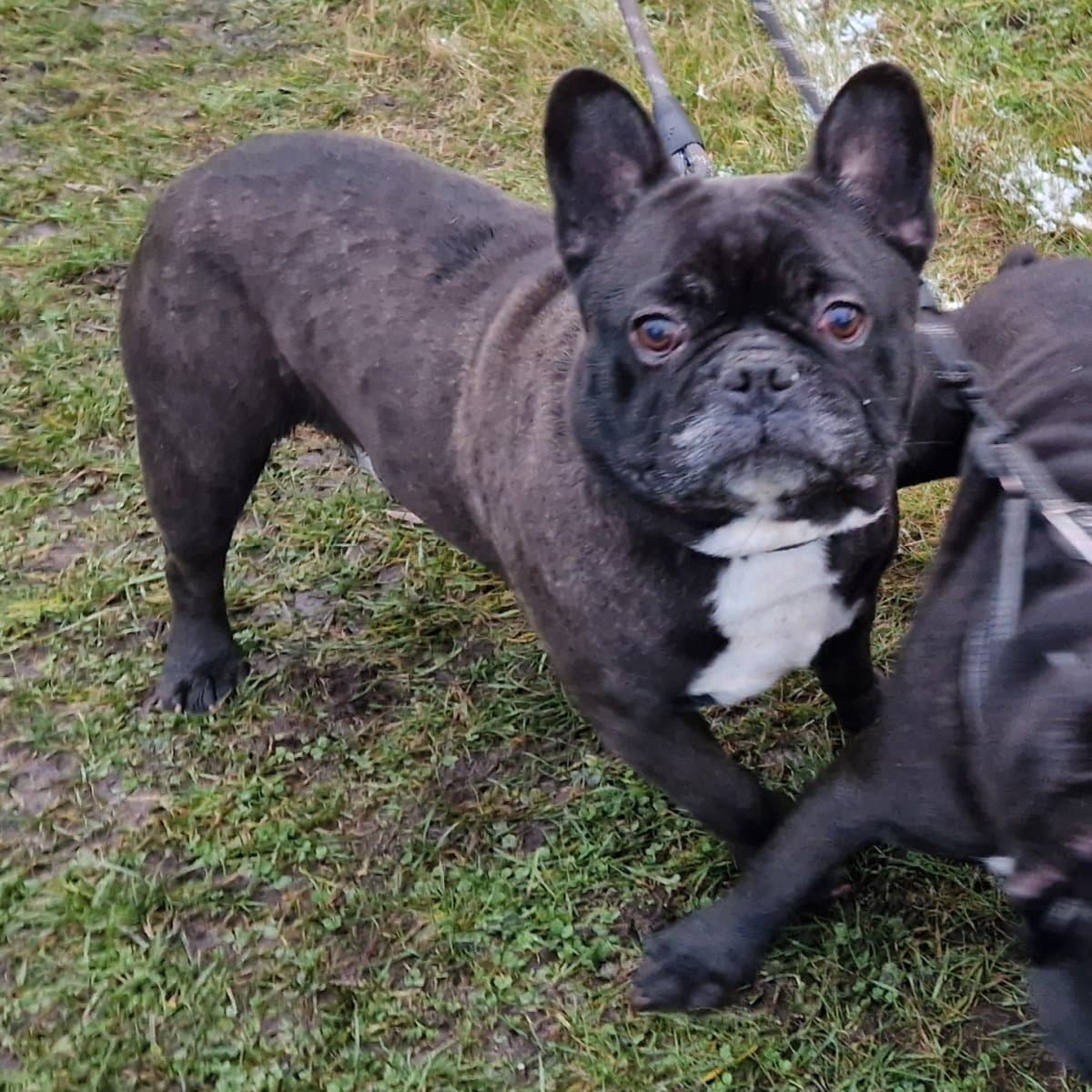Kuma und Thor - Französische Bulldogge - Bild 14