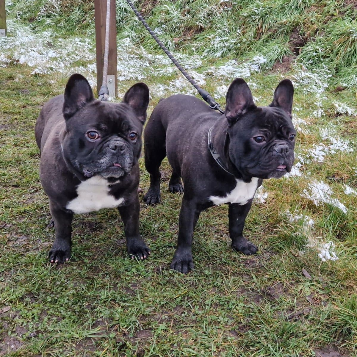 Kuma und Thor - Französische Bulldogge - Bild 10
