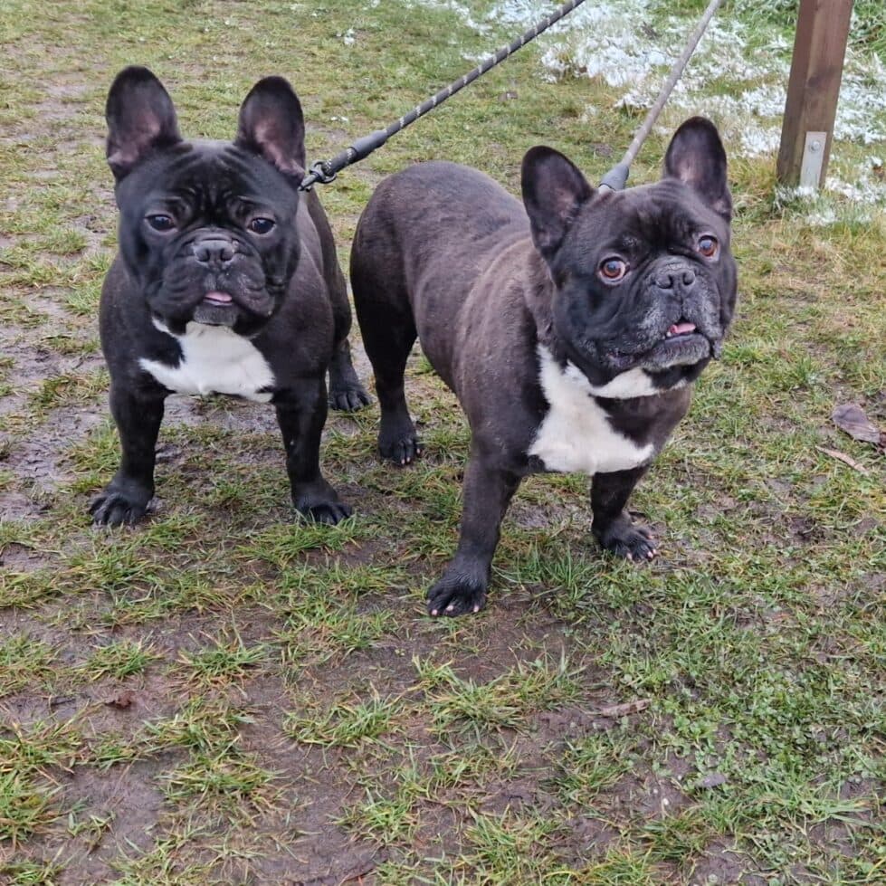 Französische Bulldogge Kuma und Thor