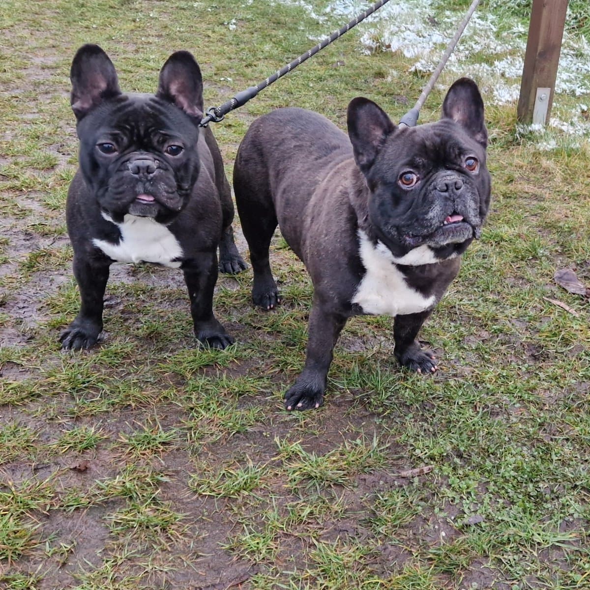 Kuma und Thor - Französische Bulldogge - Bild 9