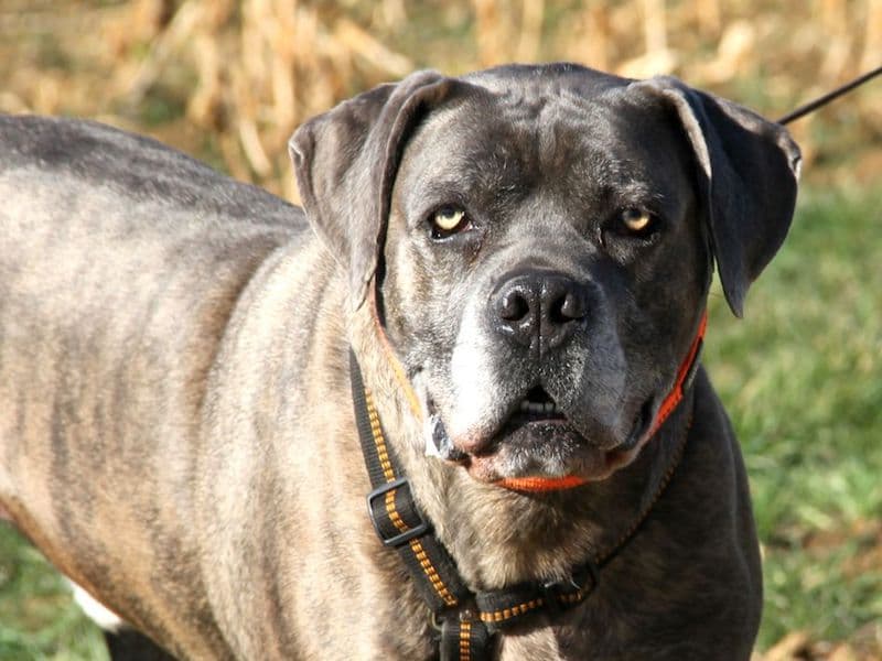 Drago - Cane Corso Italiano - Bild 6