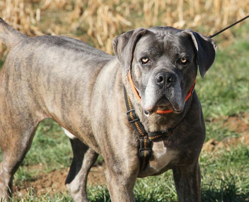 Drago - Cane Corso Italiano - Bild 9