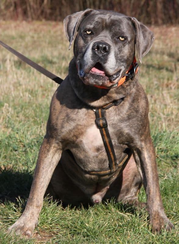 Drago - Cane Corso Italiano - Bild 15