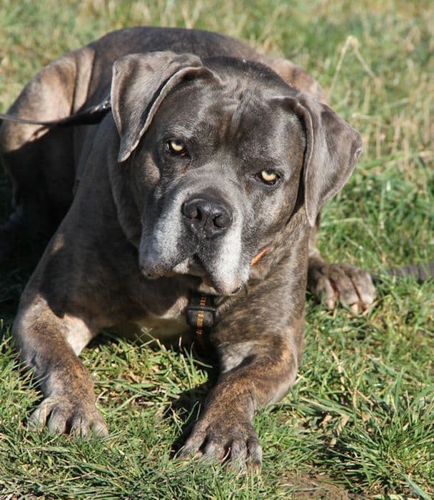 Drago - Cane Corso Italiano - Bild 10