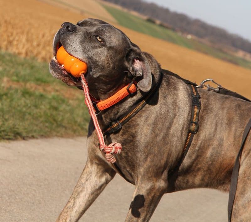 Drago - Cane Corso Italiano - Bild 11