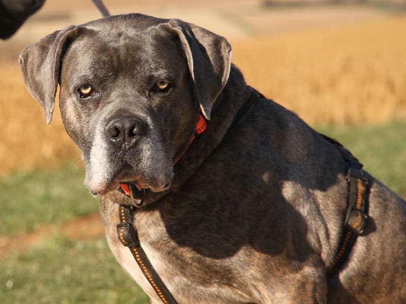 Drago - Cane Corso Italiano - Bild 5