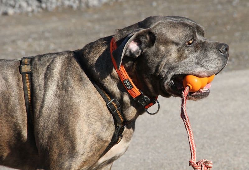 Drago - Cane Corso Italiano - Bild 3