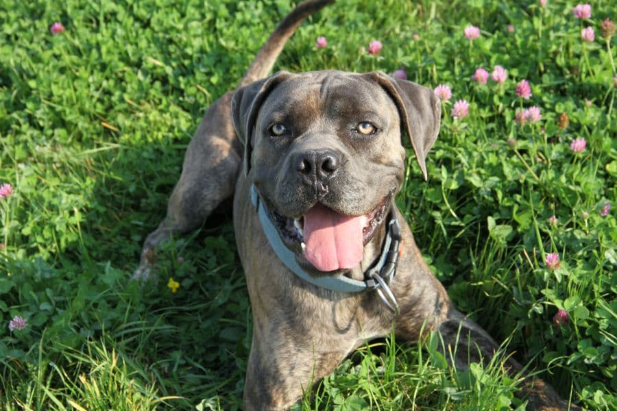 Drago - Cane Corso Italiano - Bild 12