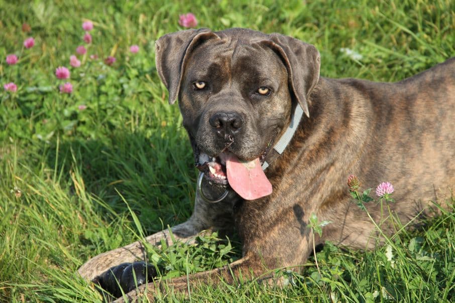 Drago - Cane Corso Italiano - Bild 14