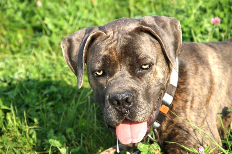 Drago - Cane Corso Italiano - Bild 7