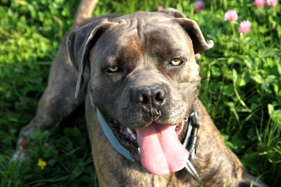 Drago - Cane Corso Italiano - Bild 8