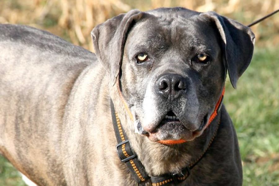 Drago - Cane Corso Italiano - Bild 4