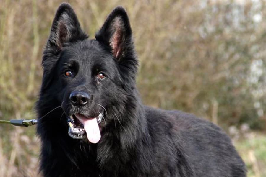 Deutscher Schäferhund Lasse