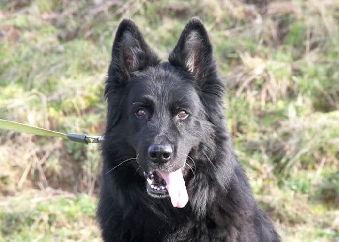 Lasse - Deutscher Schäferhund - Bild 18