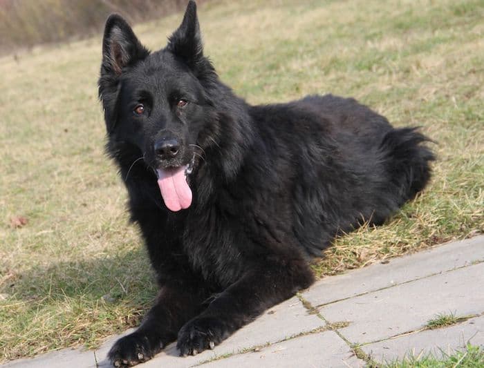 Lasse - Deutscher Schäferhund - Bild 6