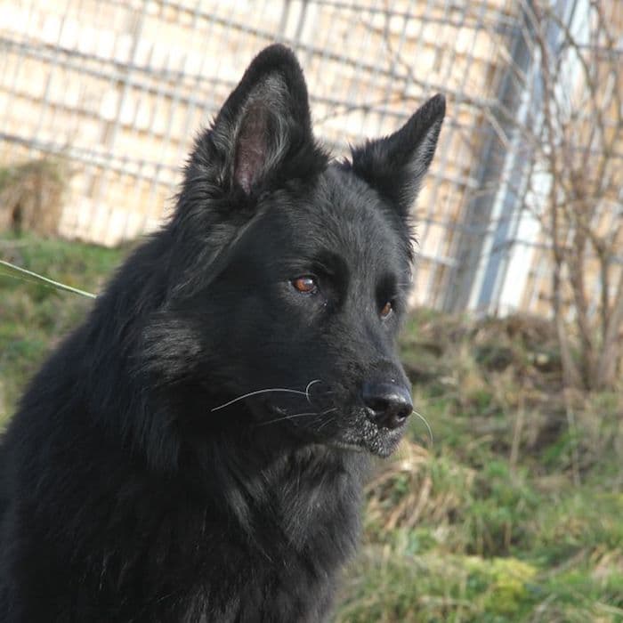 Lasse - Deutscher Schäferhund - Bild 16