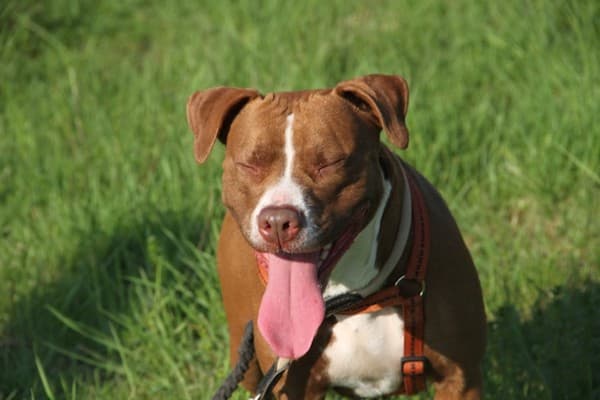 Bulma - Staffordshire Bullterrier - Bild 2