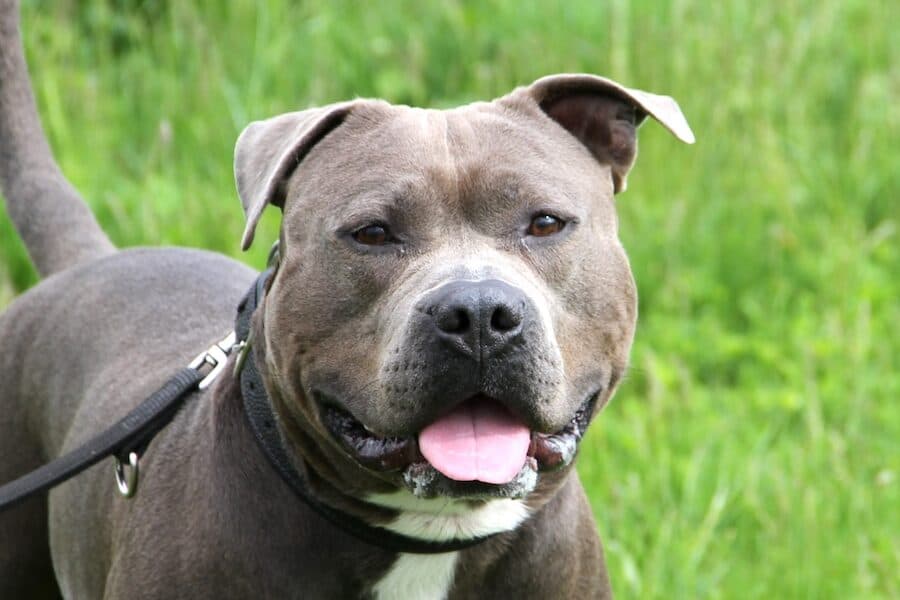 Staffordshire Bullterrier, American Staffordshire Terrier Kimbo