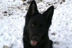 Lasse - Deutscher Schäferhund - Bild 13