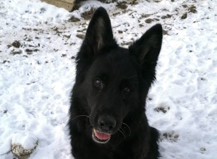 Lasse - Deutscher Schäferhund - Bild 12