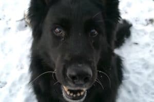 Lasse - Deutscher Schäferhund - Bild 11