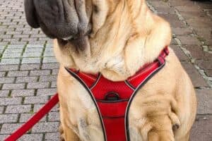 Samy - Shar-Pei - Bild 19