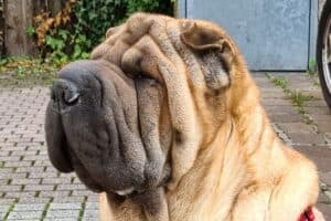 Samy - Shar-Pei - Bild 17