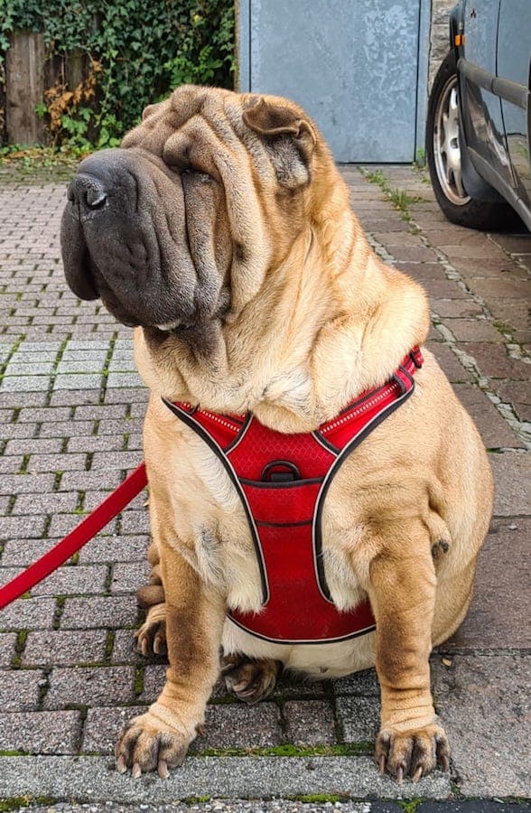 Samy - Shar-Pei - Bild 18