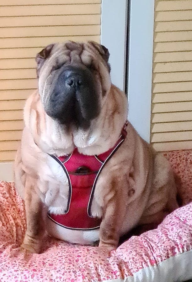 Samy - Shar-Pei - Bild 24