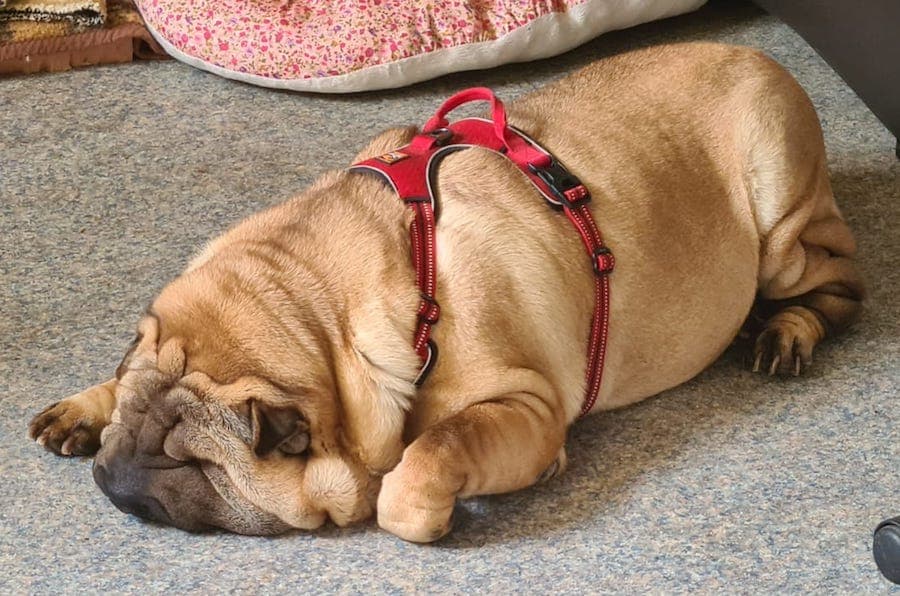 Samy - Shar-Pei - Bild 22