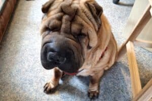 Samy - Shar-Pei - Bild 27