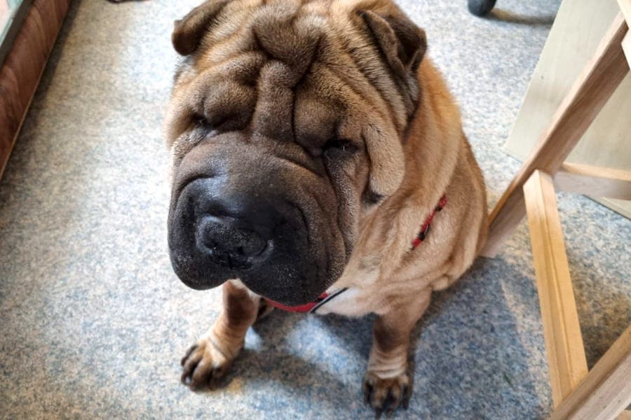 Samy - Shar-Pei - Bild 26