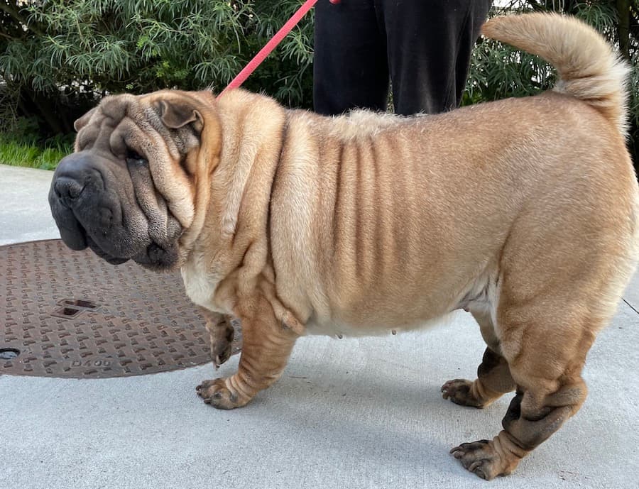 Samy - Shar-Pei - Bild 12