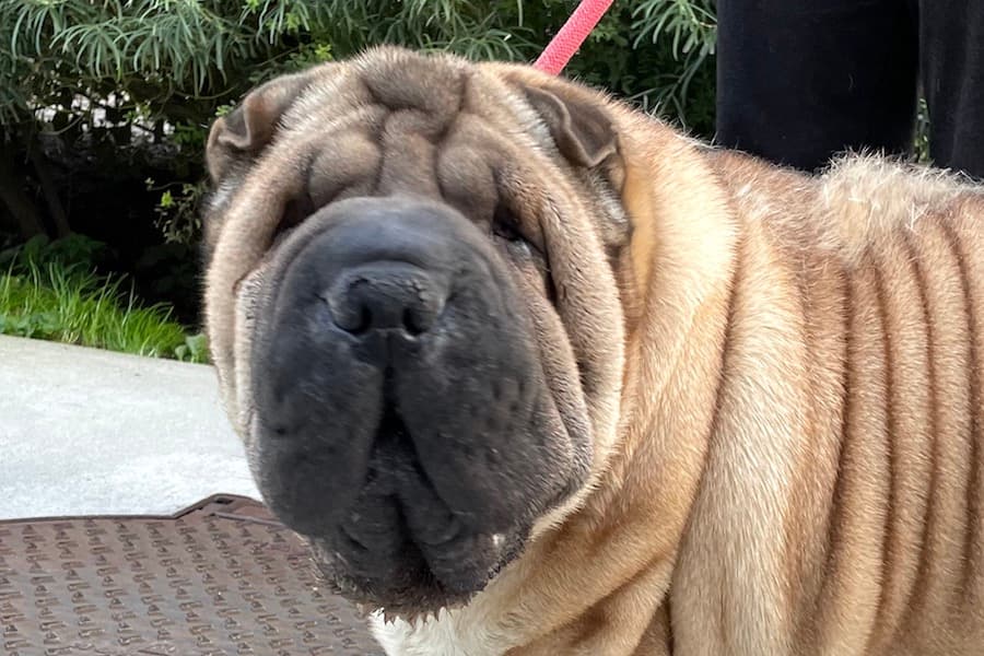 Samy - Shar-Pei - Bild 14