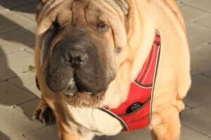 Samy - Shar-Pei - Bild 9