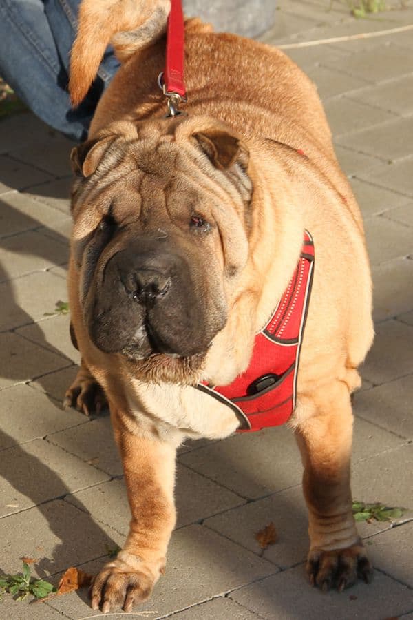 Samy - Shar-Pei - Bild 8