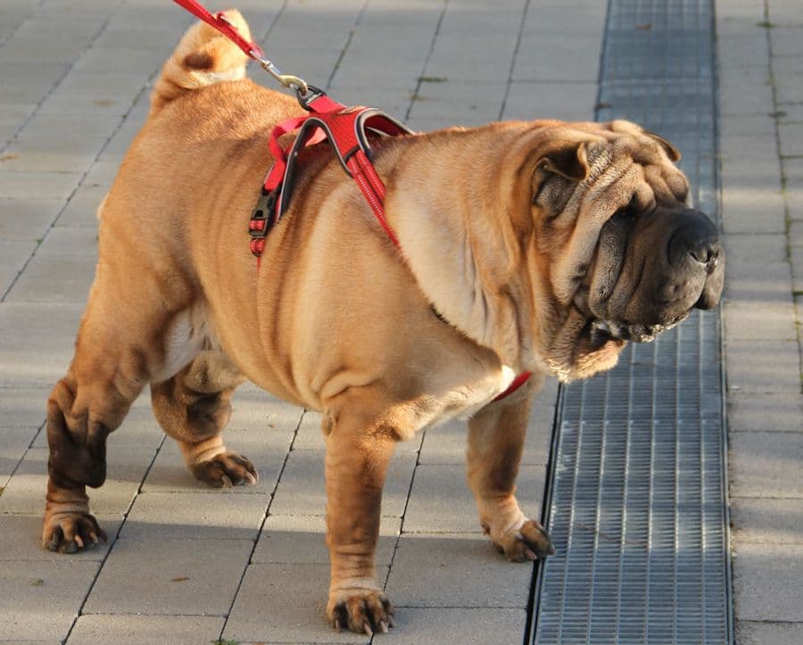 Samy - Shar-Pei - Bild 2