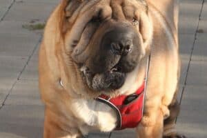 Samy - Shar-Pei - Bild 29