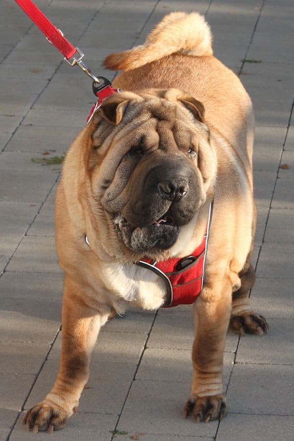 Samy - Shar-Pei - Bild 28
