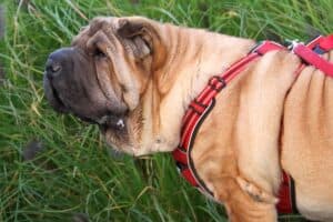 Samy - Shar-Pei - Bild 5