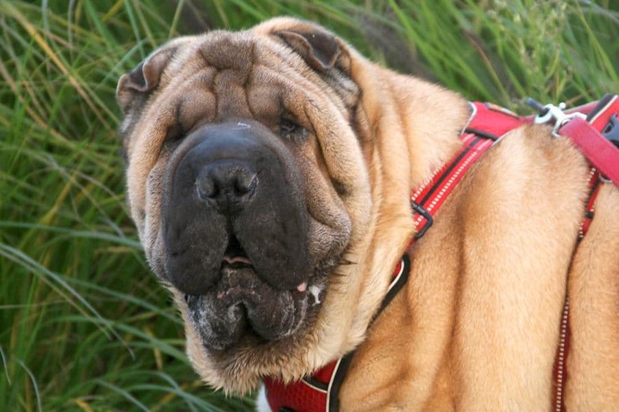 Shar-Pei Samy