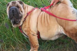 Samy - Shar-Pei - Bild 7