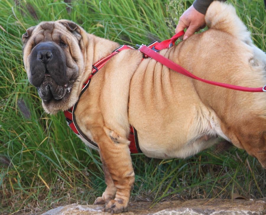 Samy - Shar-Pei - Bild 6