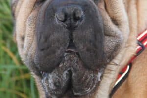 Samy - Shar-Pei - Bild 11